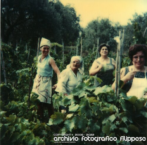 vendemmia-27.9.80